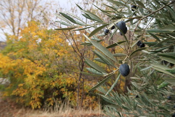Olive Garden in Sierra Nevada