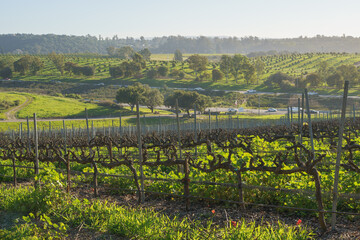 Fototapeta premium A wine grape vine in a rows, green hills, and oak trees, San Luis Obispo Valley in California in late winter