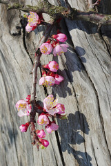 Flowering branch of apricot on the background of wood texture.