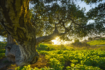 Oak tree on a meadow with sun shining through branches, clear blue sky in the background