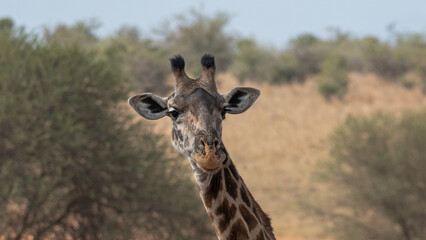 Detail of the head of an African giraffe in the Serengeti (Tanzania)