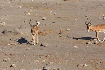 männliche Scharznasen-Impalas bei der Brunft in der Paarungszeit im Etoscha Nationalpark in...