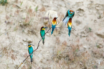 Bee Eater in the Danube Delta in Romania