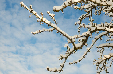snowy branch on the background of the blue sky