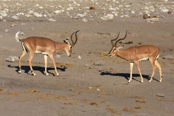 männliche Scharznasen-Impalas bei der Brunft in der Paarungszeit im Etoscha Nationalpark in...