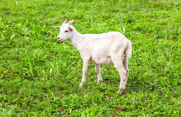 Young goat stands on a grassy lawn