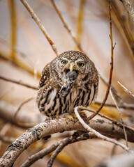 Northern pygmy owl (Glaucidium californicum) regurgitating a pellet Colorado, USA