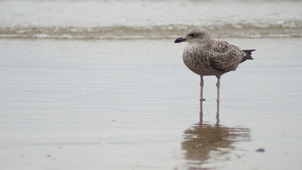 Gaviota