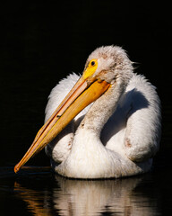 Portrait of American white pelican (Pelecanus erythrorhynchos) in morning sunlight Colorado, USA