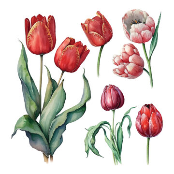 Illustration of watercolor hand drawn set of colorful red tulips isolated on white background. Spring flowers. Card for Mothers day, 8 March, wedding.