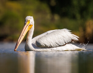 American white pelican (Pelecanus erythrorhynchos) swimming on calm pond in morning sunlight Colorado, USA