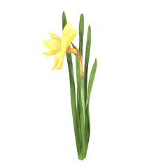 Daffodil isolated on white. Watercolor hand drawn botanical llustration. Art for greeting card, banner, poster
