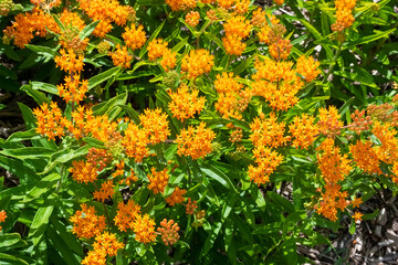 Orange Butterfly Weed Growing In The Native Plant Garden