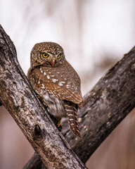 Northern pygmy owl (Glaucidium californicum) perched on tree branch Colorado, USA