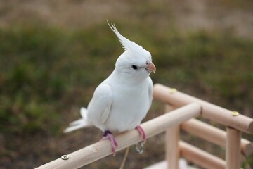 A white bird perched on a branch
