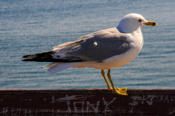 Gaviota en los muelles de Toronto, Canadá