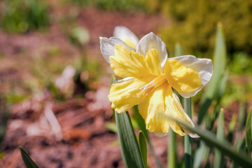 Yellow daffodils on a flower bed in spring in sunny weather.Flower on a blurred background on a sunny day. First spring flowers.