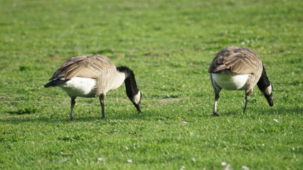 Patos en Holanda