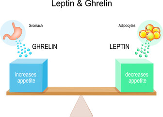 how hormones ghrelin and leptin work