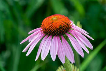 Pink Coneflower Growing In The Native Plant Garden By The River
