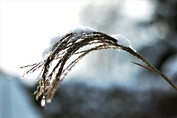 Grashalm im Winter