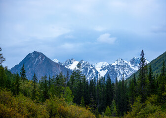 Mountain peaks with snow and glaciers behind the treetops in a spruce forest in blue clouds in Altai.