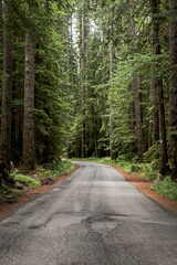 Fototapeta premium Narrow road in the forest