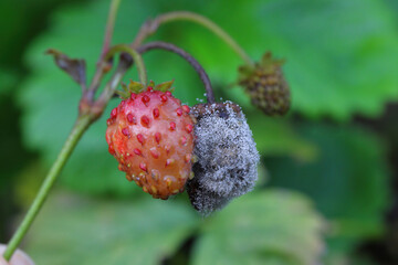  Grey mould (Botrytis cinerea) rotting strawberry fruit.