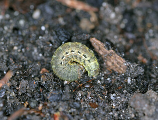 Large Yellow Underwing Moth (Noctua pronuba), caterpillar.