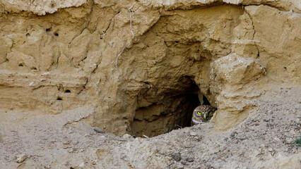 A Little Owl in a cave