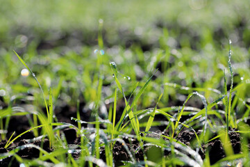 Agriculture, cereal farming, wheat and barley production: a field with young green winter wheat, barley shoots, sprouts early spring. Dewdrops and spider web thread in the sun.