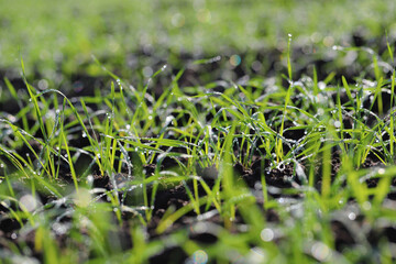 Agriculture, cereal farming, wheat and barley production: a field with young green winter wheat, barley shoots, sprouts early spring. Dewdrops and spider web thread in the sun.