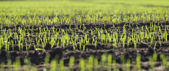 Agriculture, cereal farming, wheat and barley production: a field with young green winter wheat, barley shoots, sprouts early spring. Dewdrops and spider web thread in the sun.