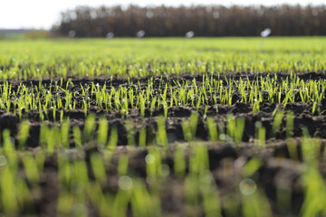 Agriculture, cereal farming, wheat and barley production: a field with young green winter wheat, barley shoots, sprouts early spring. Dewdrops and spider web thread in the sun. - obrazy, fototapety, plakaty