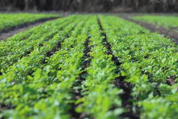 Autumn, spring, crop field, germinating winter crops, mustard, rapeseed, cereals.