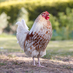 White young rooster free range in garden