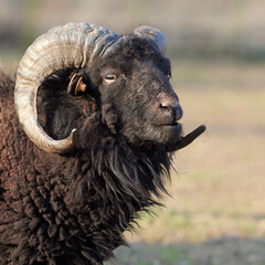 Obraz premium Close up portrait of brown male ouessant sheep