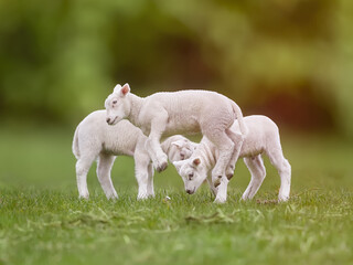 Young white lamb jumps in the air full of joy in Spring