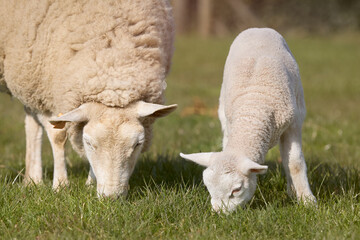 Young white lamb and white Flemish sheep graze in meadow