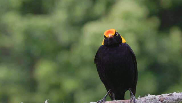 a close up front view of a male regent bowerbird perching on a branch at o'reillys rainforest retreat in lamington national park of sth qld, australia