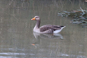 Greylag Goose (Anser anser) with a reflection.