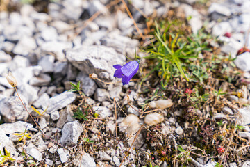 Scheuchzers bellflower in the Alps in front of a waterfall