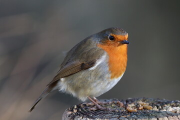 Robin (Erithacus rubecula) a fence post during winter