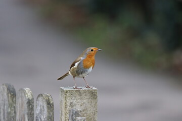 Robin (Erithacus rubecula) on a fence post during winter