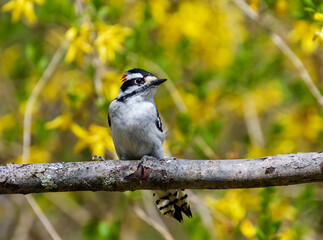 A downy woodpecker, Dryobates pubescens,  showing spots on tail feathers, perched on a branch with...