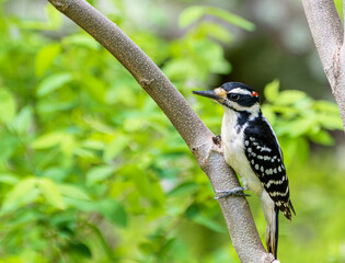  Male Hairy woodpecker, Leuconotopicus villosus, perched on a branch with green in the background