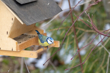 Blue Titmouse perching on a bird feeder