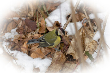 great titmouse perching on the ground amidst snow and leaves