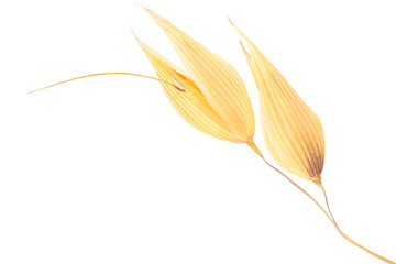 Oat ears (Avena sativa seeds), isolated png