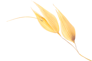Oat ears (Avena sativa seeds), isolated png